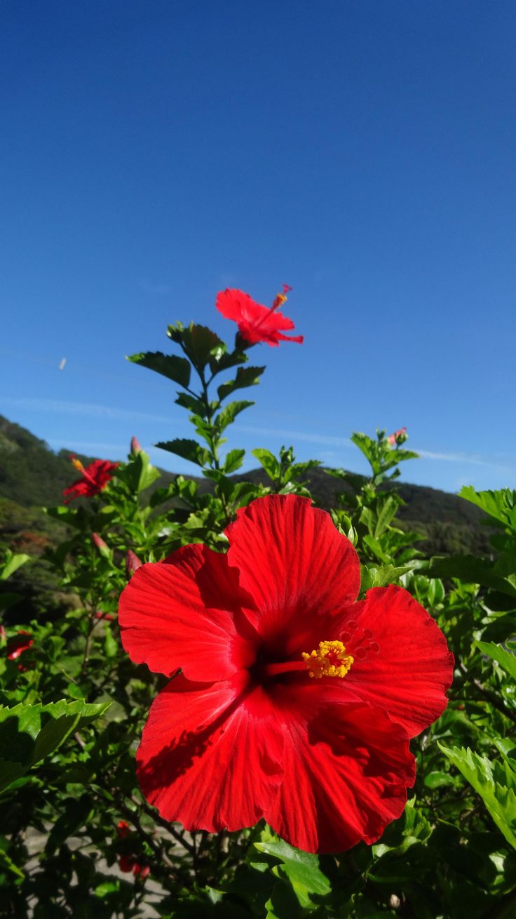 Hibiscus Flower Botanical Name Wallpaper