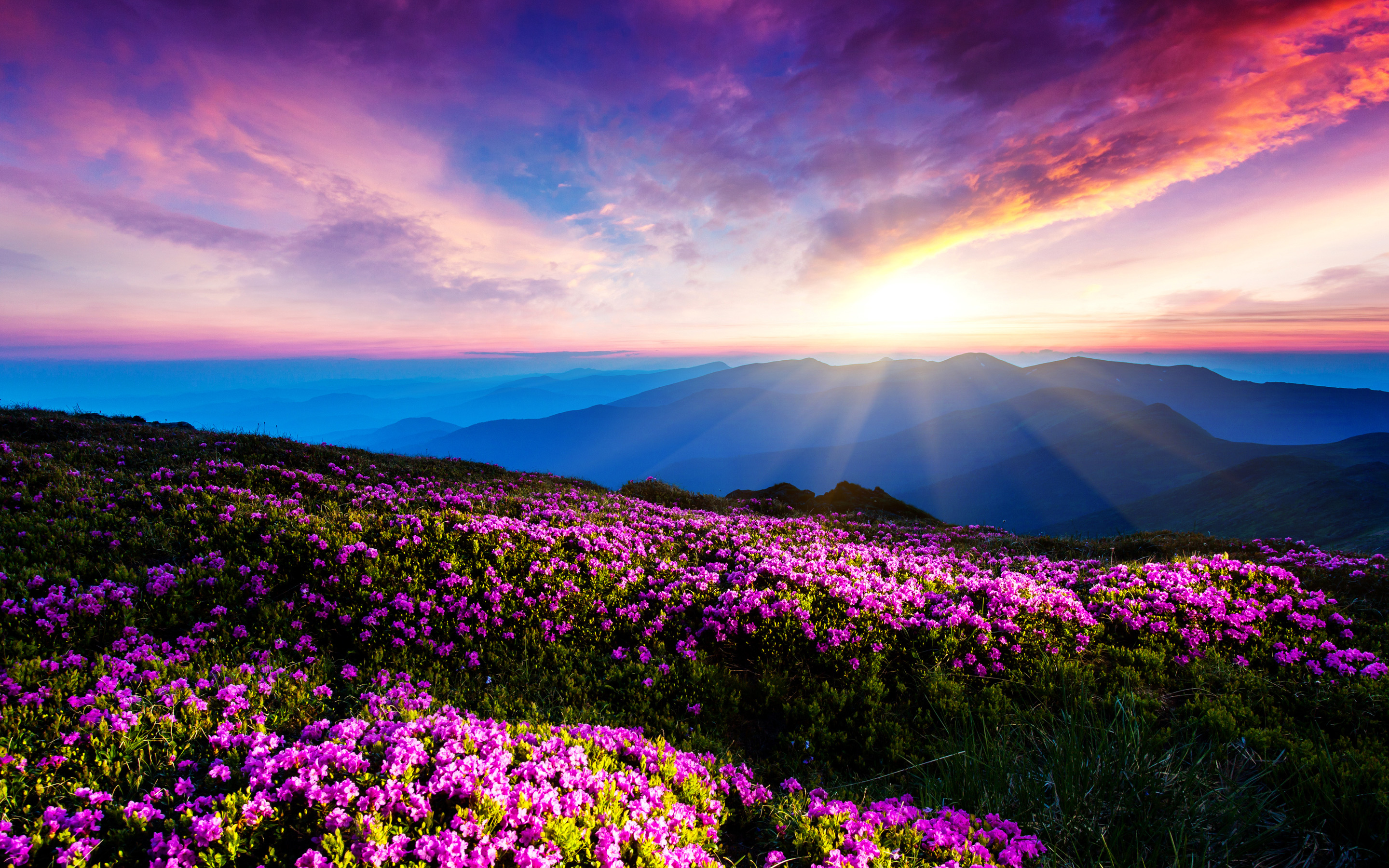 Blue Mountains Colorful Flowers HD Wallpaper