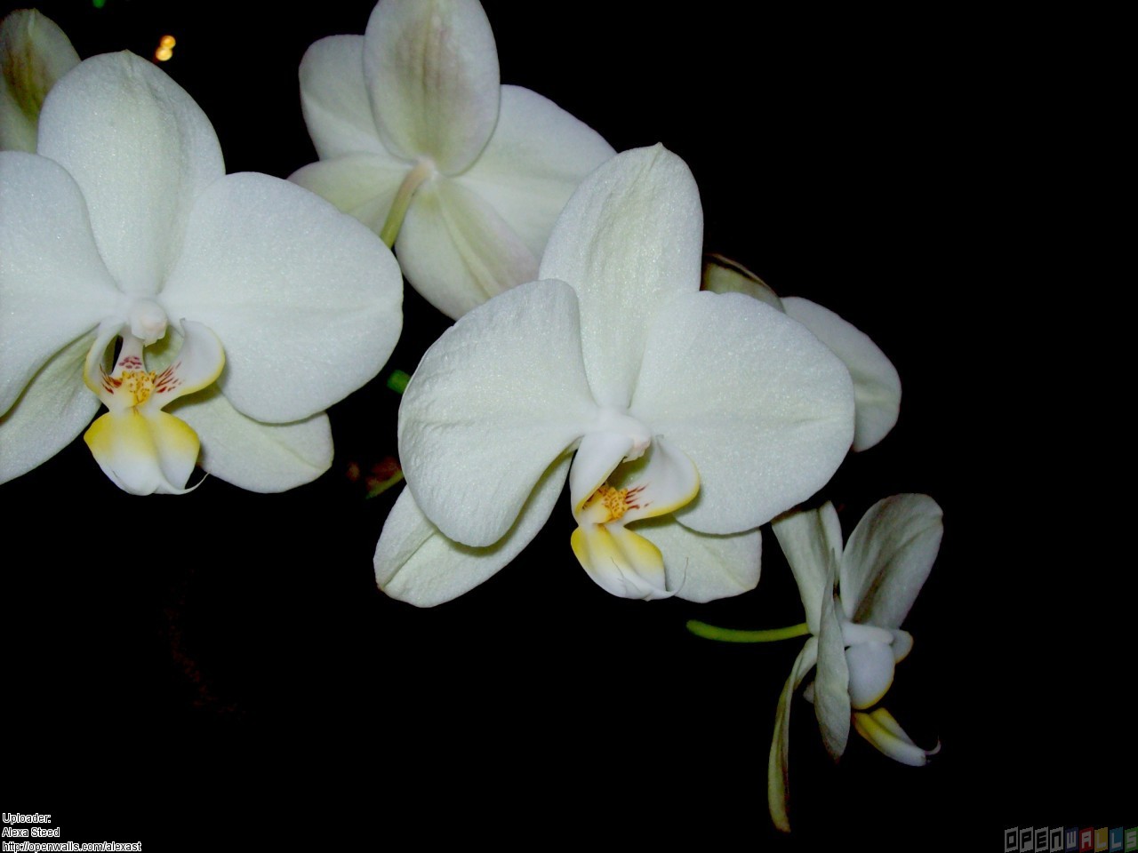 White Orchid Wallpaper Open Walls