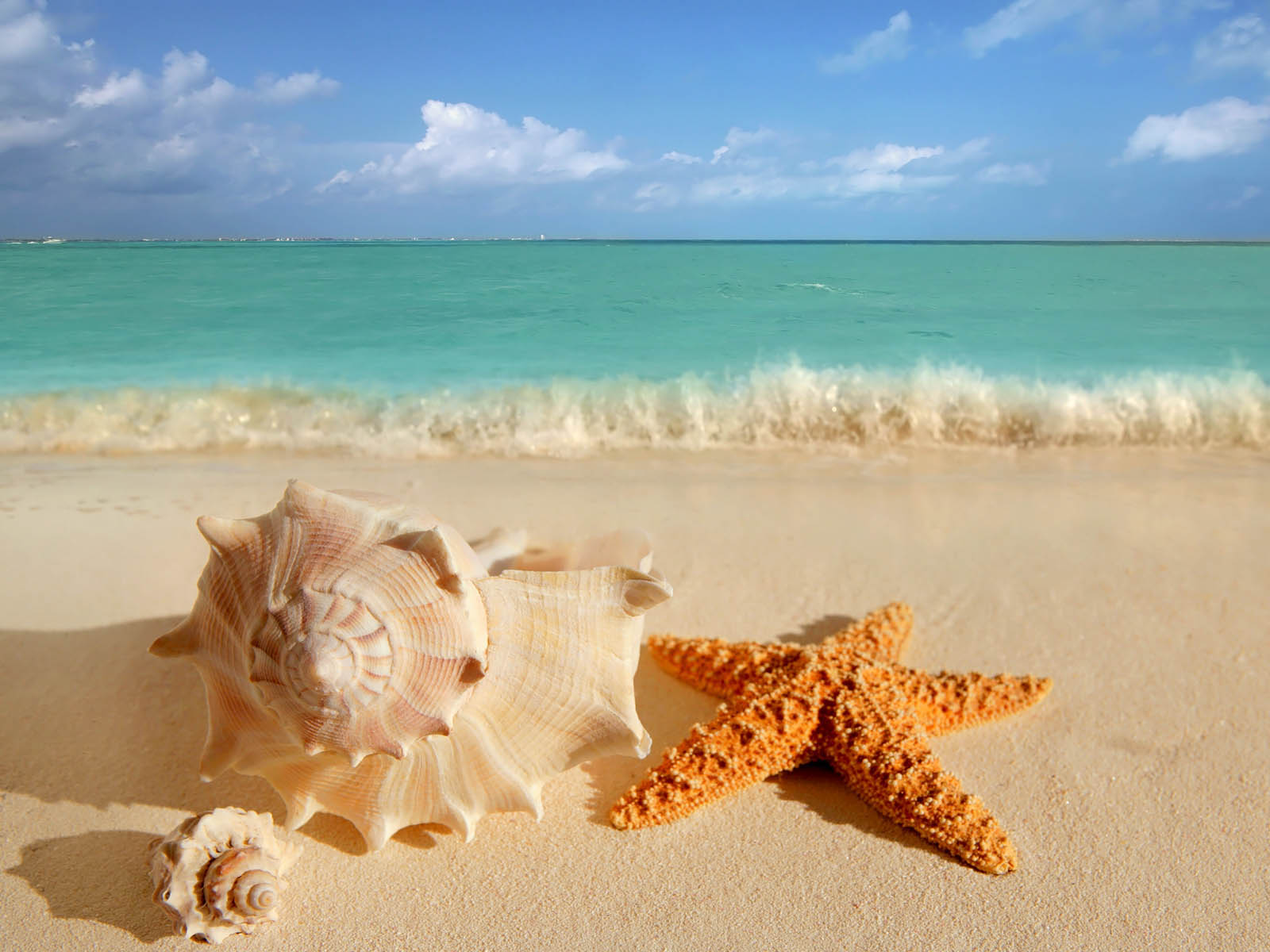 Tag Starfish Wallpaper Background Photos Image Andpictures For