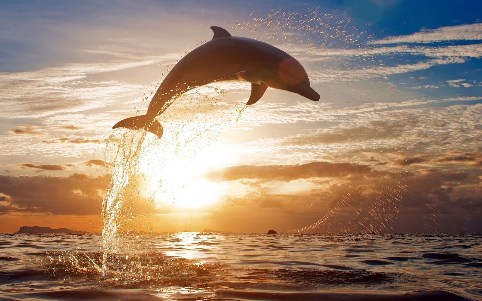 Dolphin Background Wallpaper HD