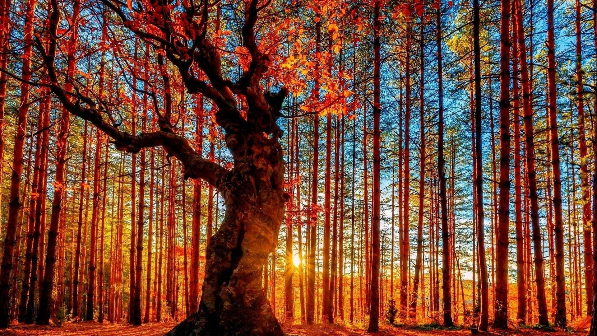 Fall Dense Forest Wallpaper