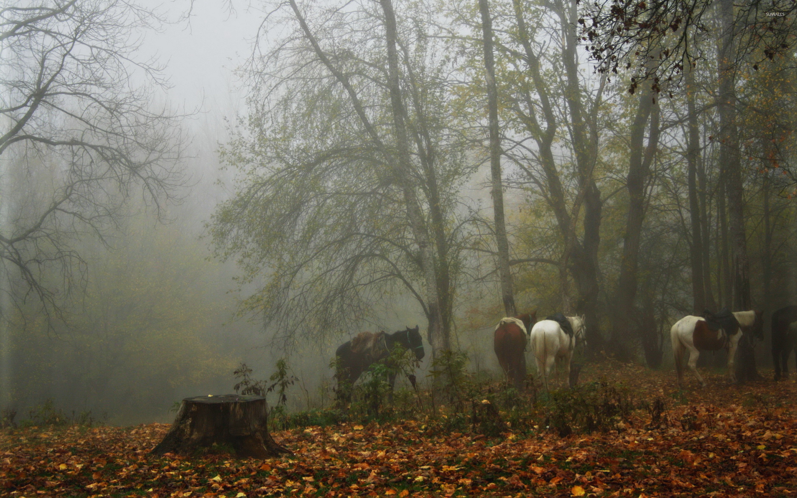 Horses In A Foggy Forest Wallpaper Animal
