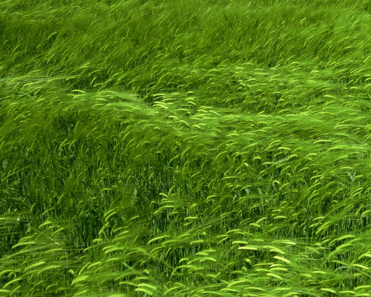 Wallpaper Feedio Of Green Field 3d HD