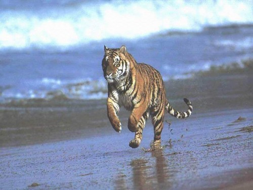 Tiger On The Beach Screensaver Screensavers