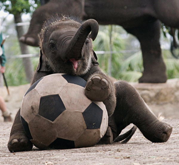 From Cute Little Thing Here Are Pictures Of Baby Elephants