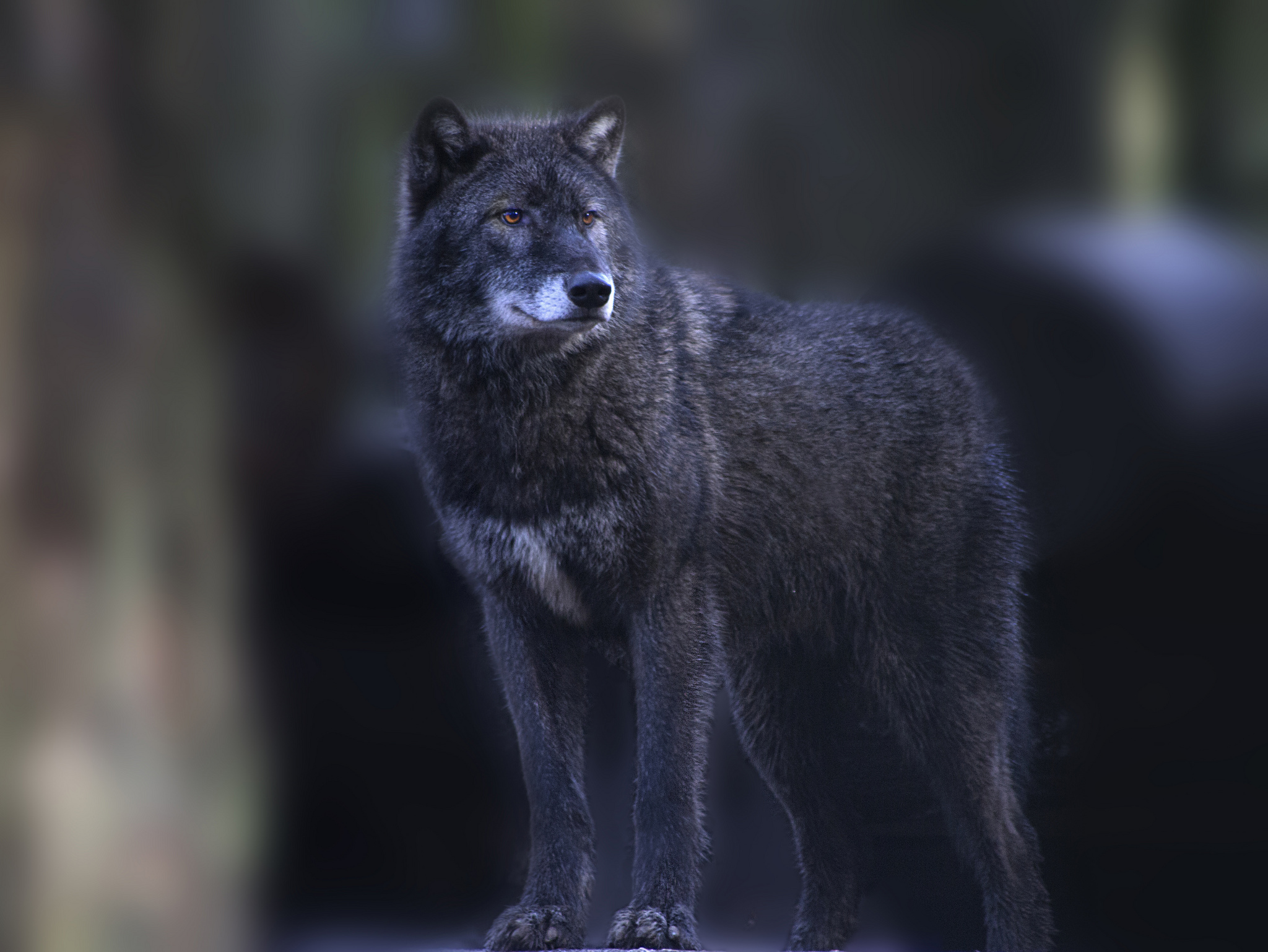 Fantastic Black Wolf Spirit Mythical Pack HD Wallpaper