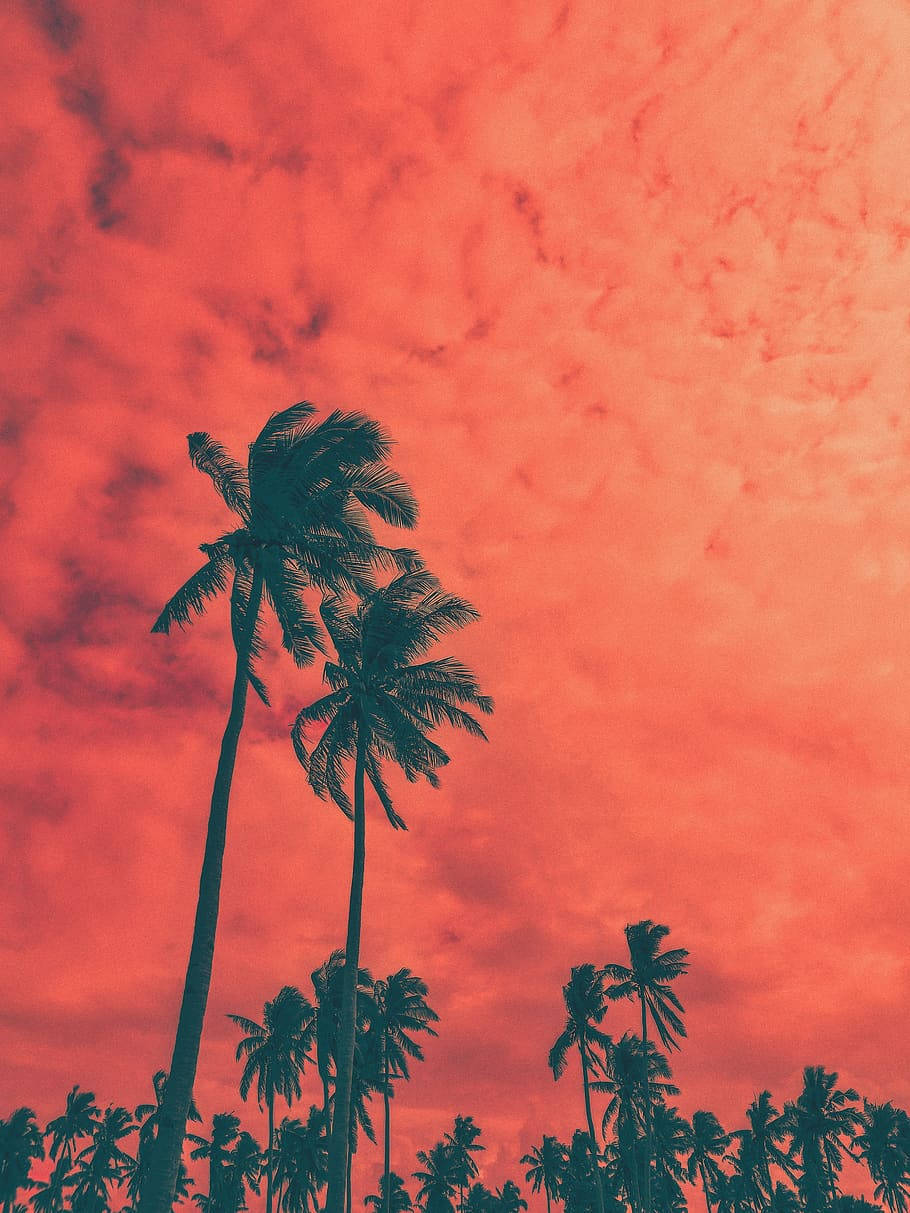 Coconut Tree Wallpaper