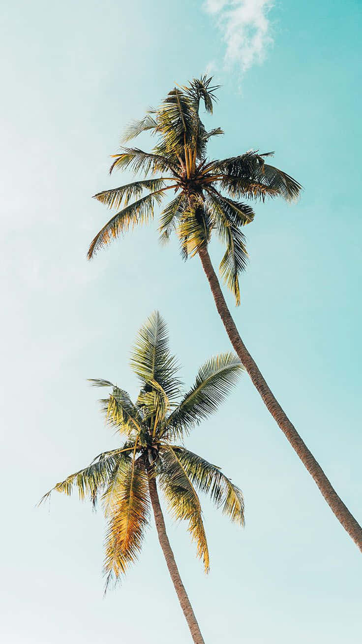 Aesthetic Palm Tree Wallpaper