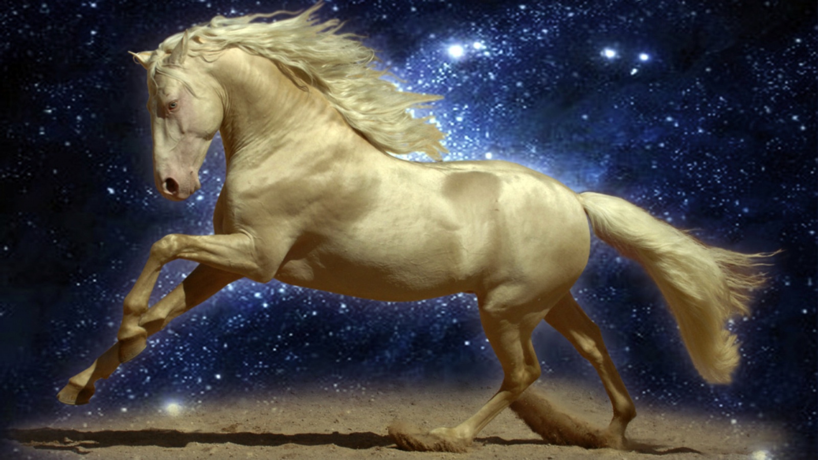 Albino Horse   HD Wallpapers Widescreen   1600x900