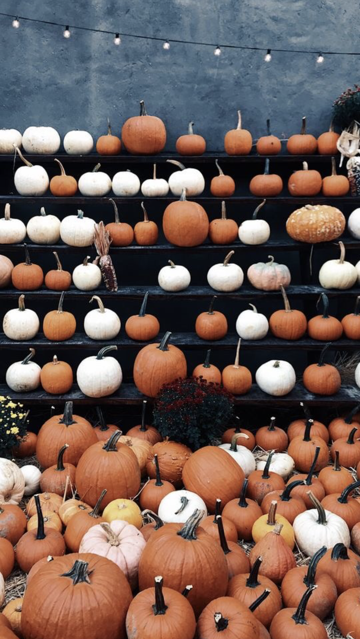 Aesthetic Fall iPhone Wallpaper You Need For Spooky Season