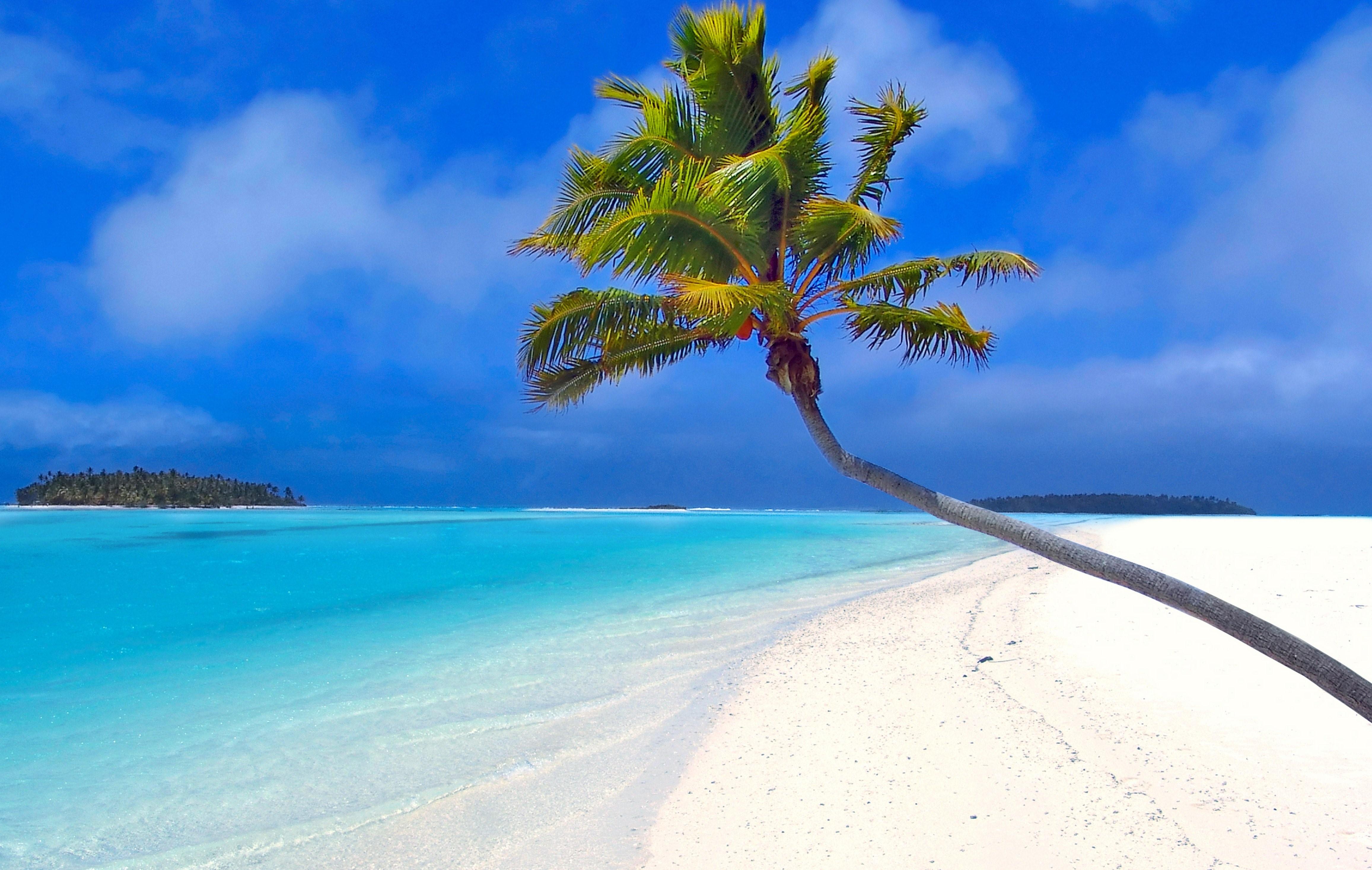 Maldives Beach Palm Trees Sand Sea Rare Gallery HD