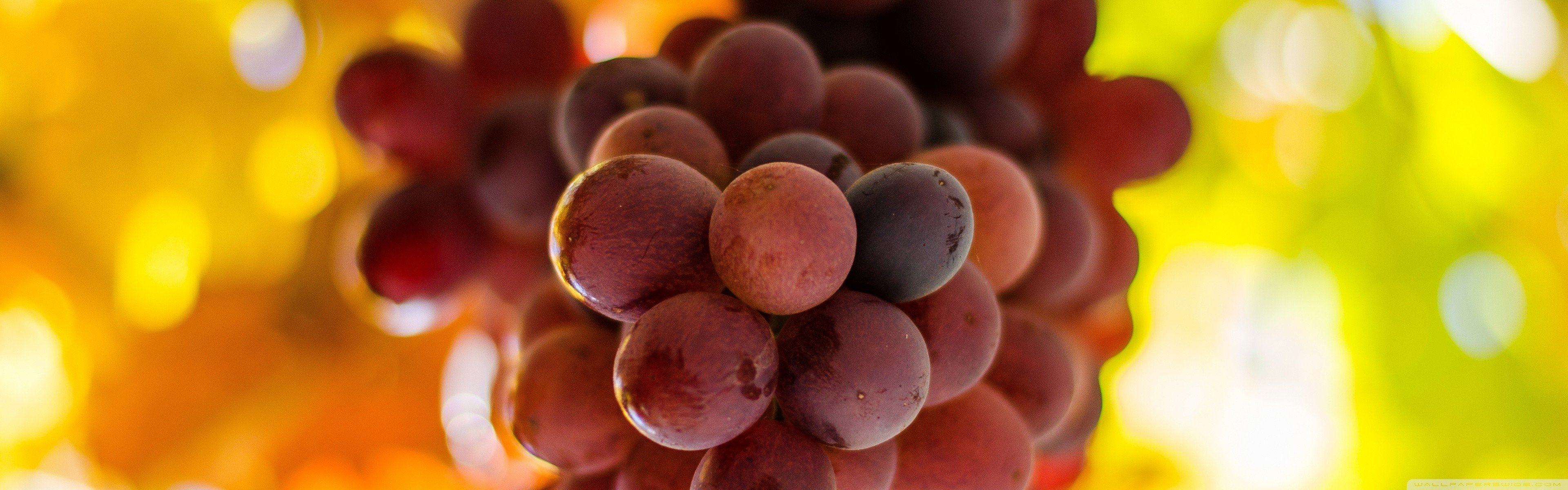 Grapes Wallpaper HD