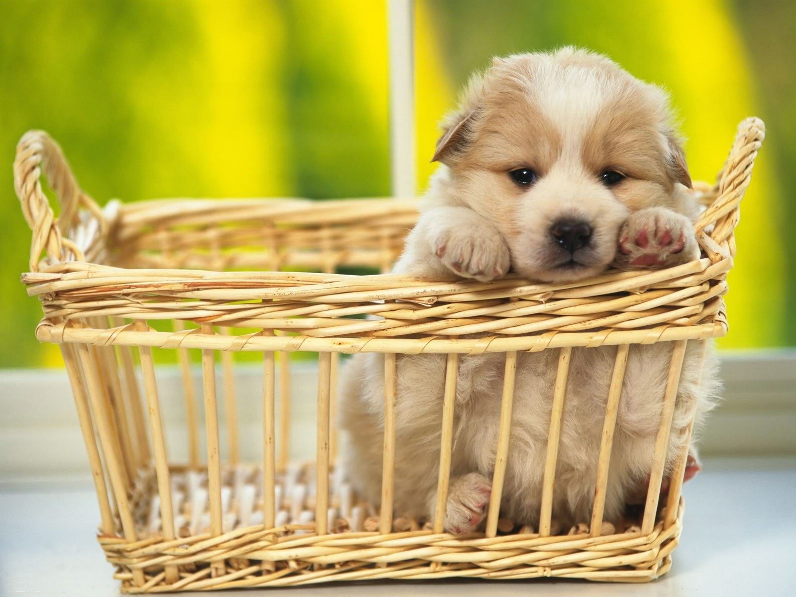 An adorable puppy resting in a wicker basket