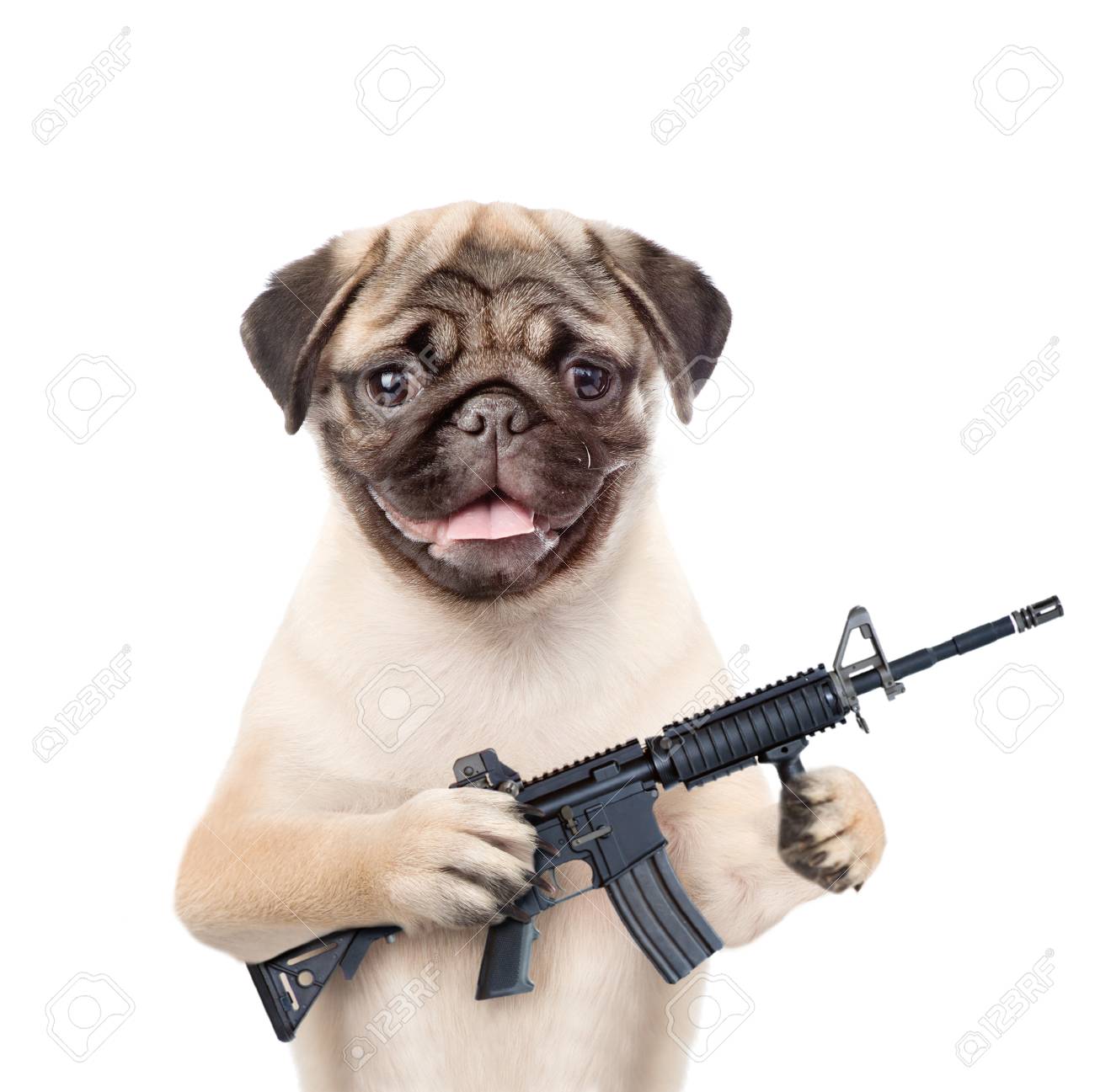 Dog Defender With M16 Rifle In Paws Isolated On White Background