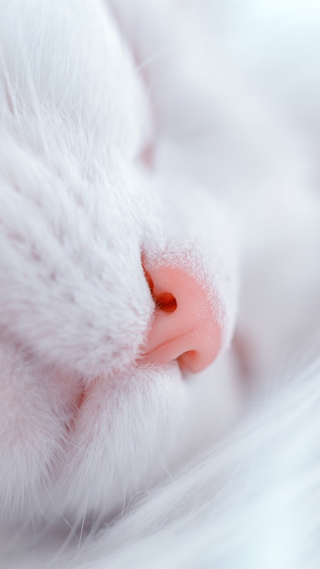 Wallpaper White Cat Sleep Nose Furry Kitten UHD 4k