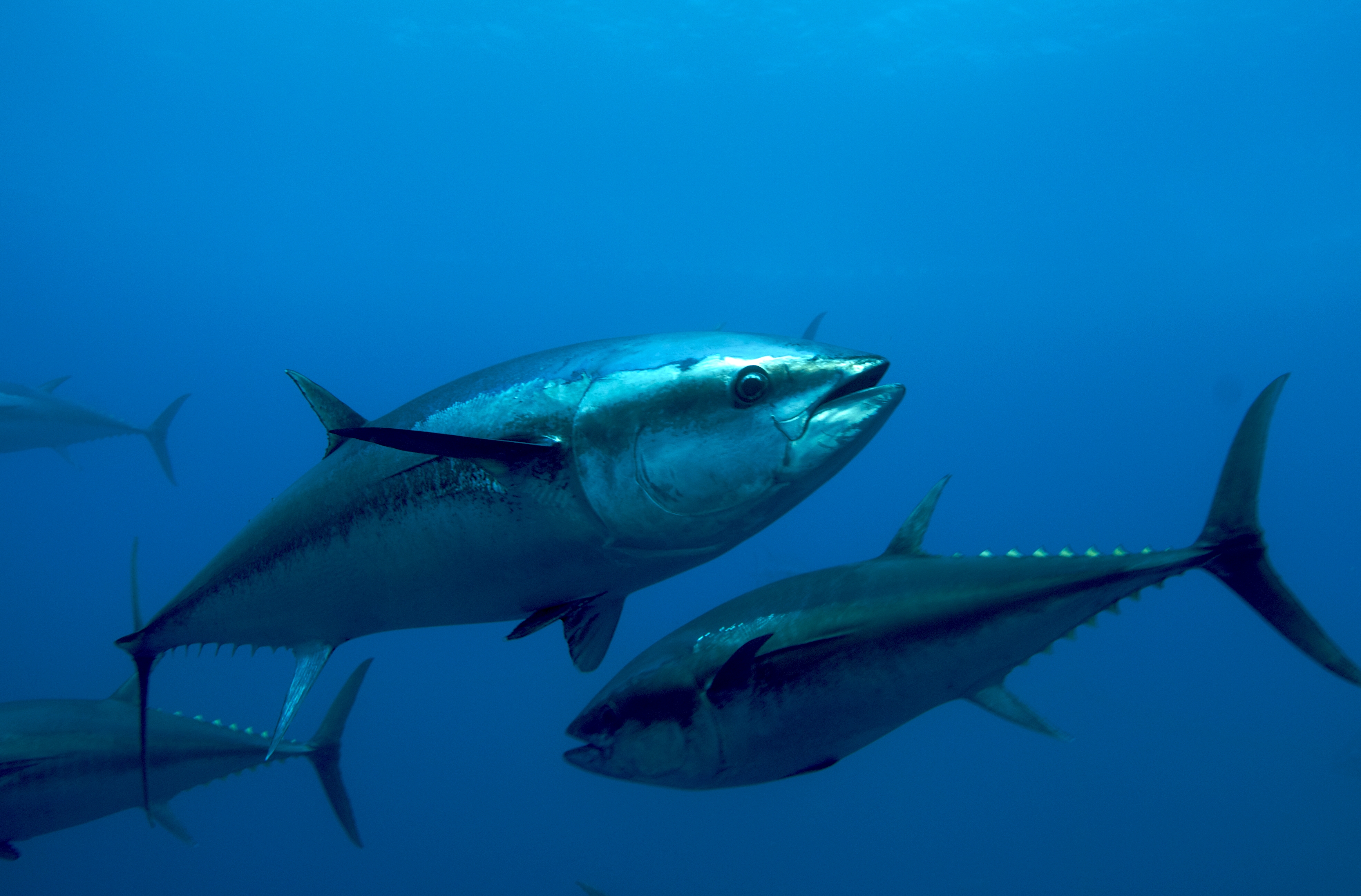 You Can Save Bluefin Tuna All Need Is Biology