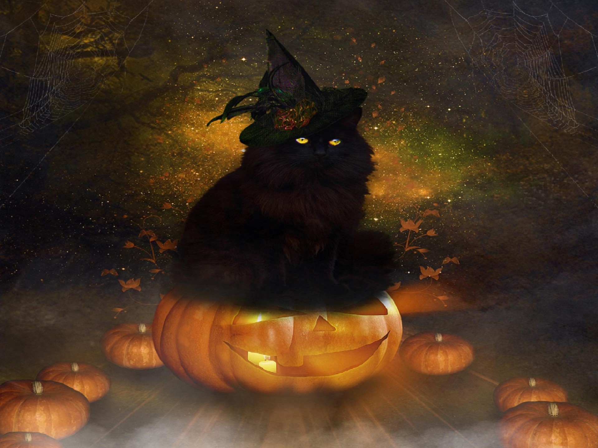 Halloween Black Cat HD Desktop Wallpaper Widescreen