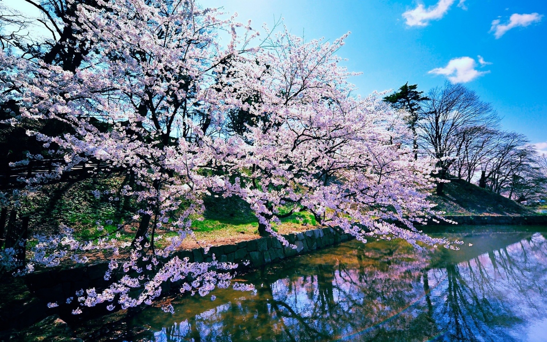 Japan Landscapes Nature Cherry Blossoms Wallpaper Background