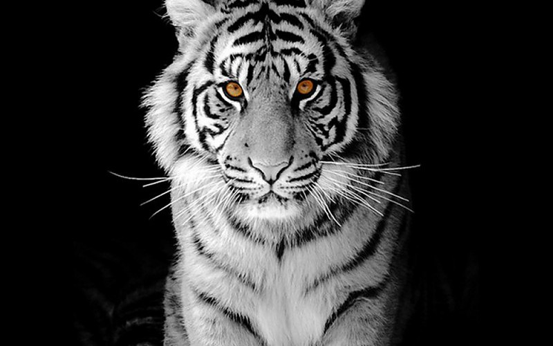 El ojo de tigre fondo de pantalla blackground negro fondos