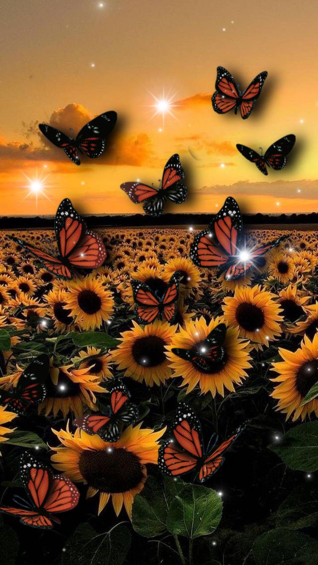 Sunflower Wallpaper With Butterfly At David Velasquez