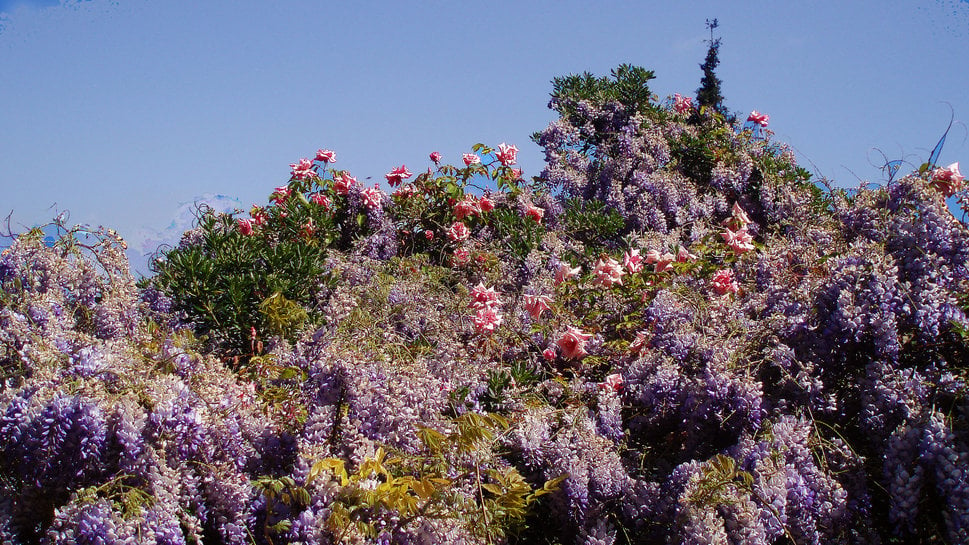 Lilac bush wallpaper   ForWallpapercom