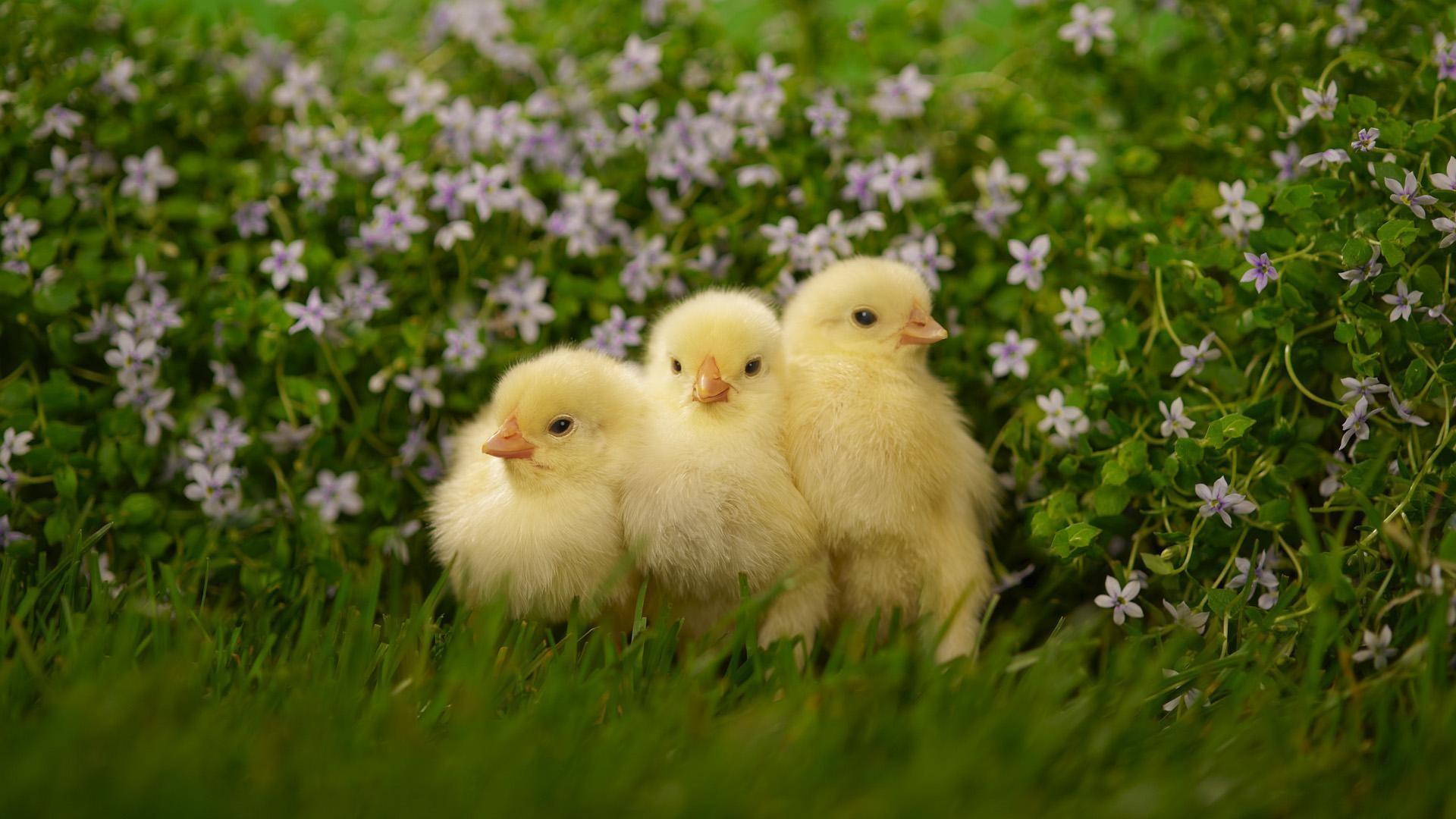 Chick Gallery