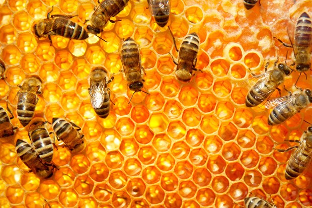 🔥 [50+] Honey Bee Wallpapers | WallpaperSafari