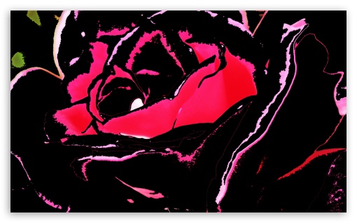 Black Rose HD Desktop Wallpaper Widescreen High Definition