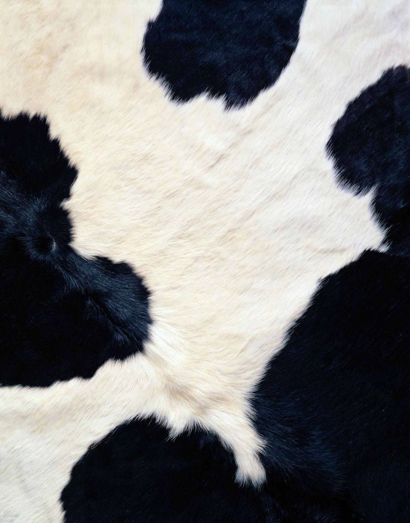 Cow iPhone Wallpaper