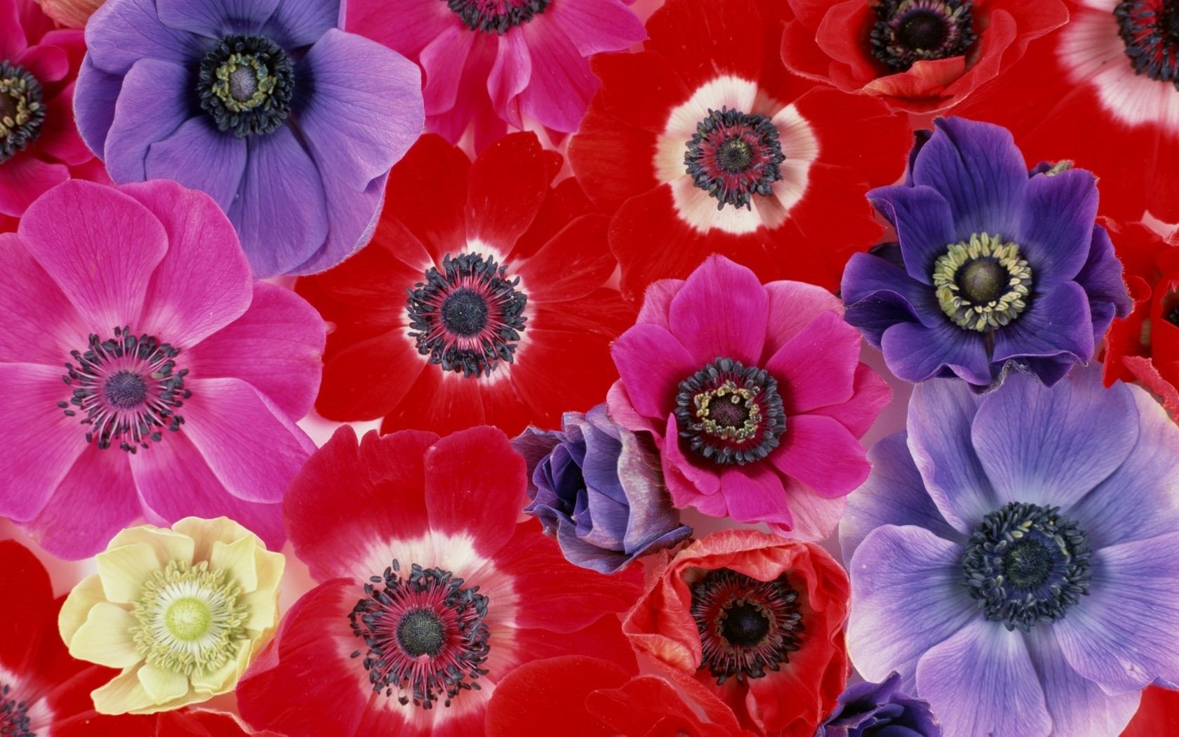 Pink Flower Purple Red Close Wallpaper
