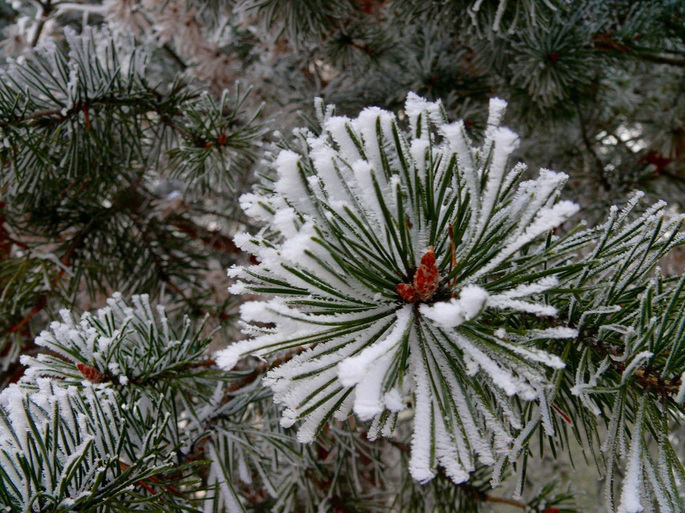 Winter Pine Trees Wallpaper