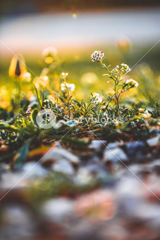 Flowers Nature background in field in fresh morning Royalty Free