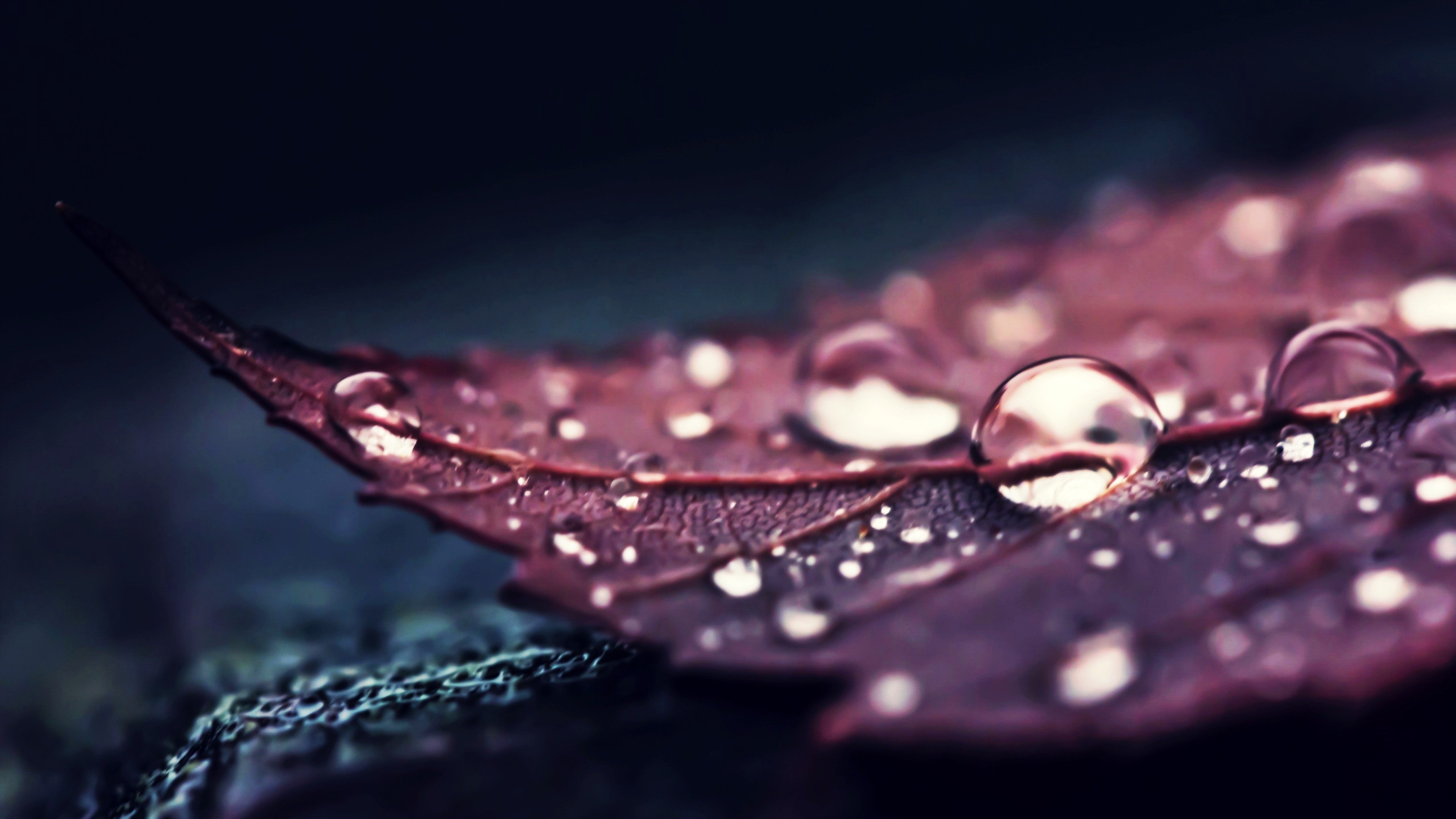Nature Leaves Water Macro Drops HD Wallpaper