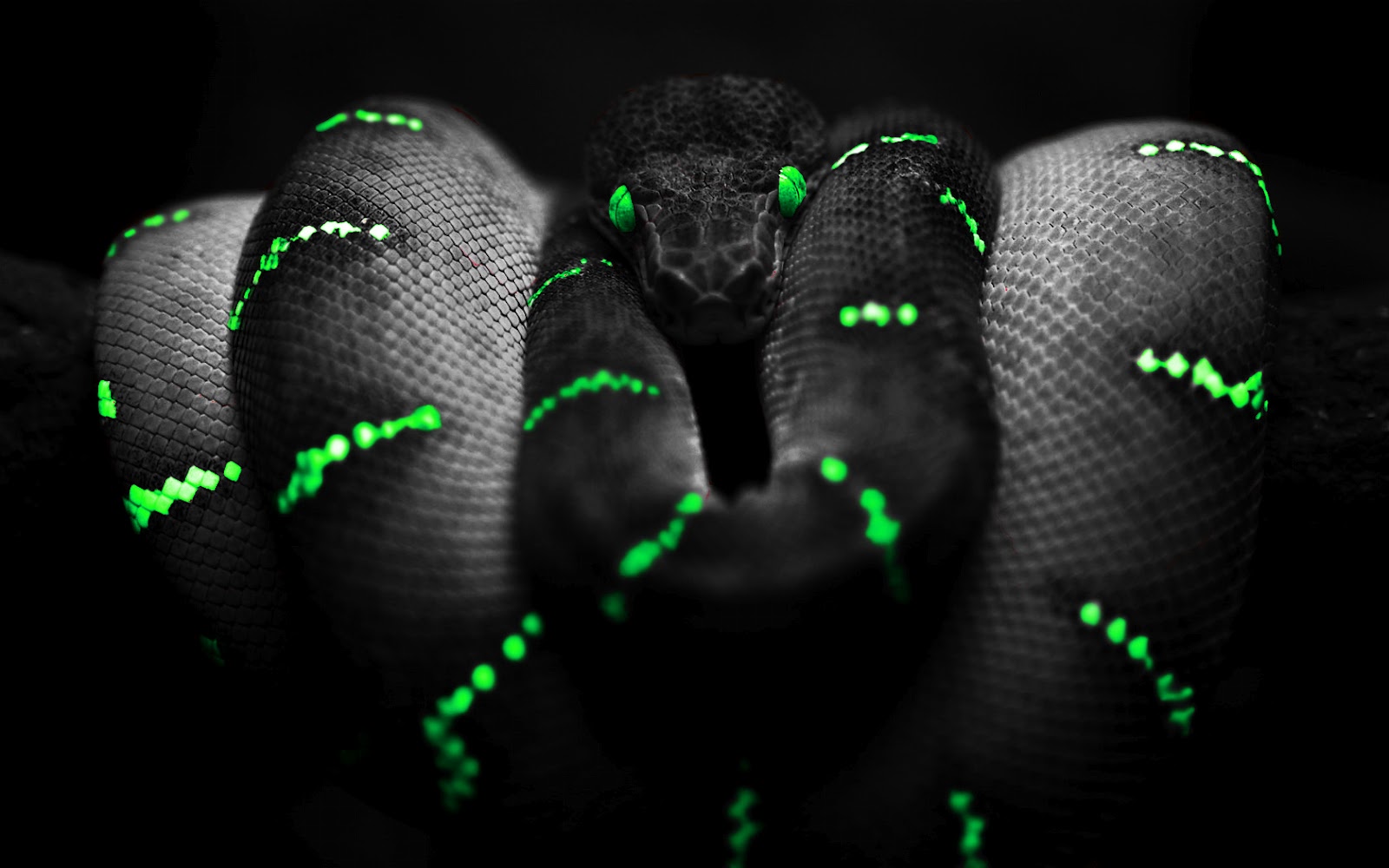 Wallpapers Neon Green Snake