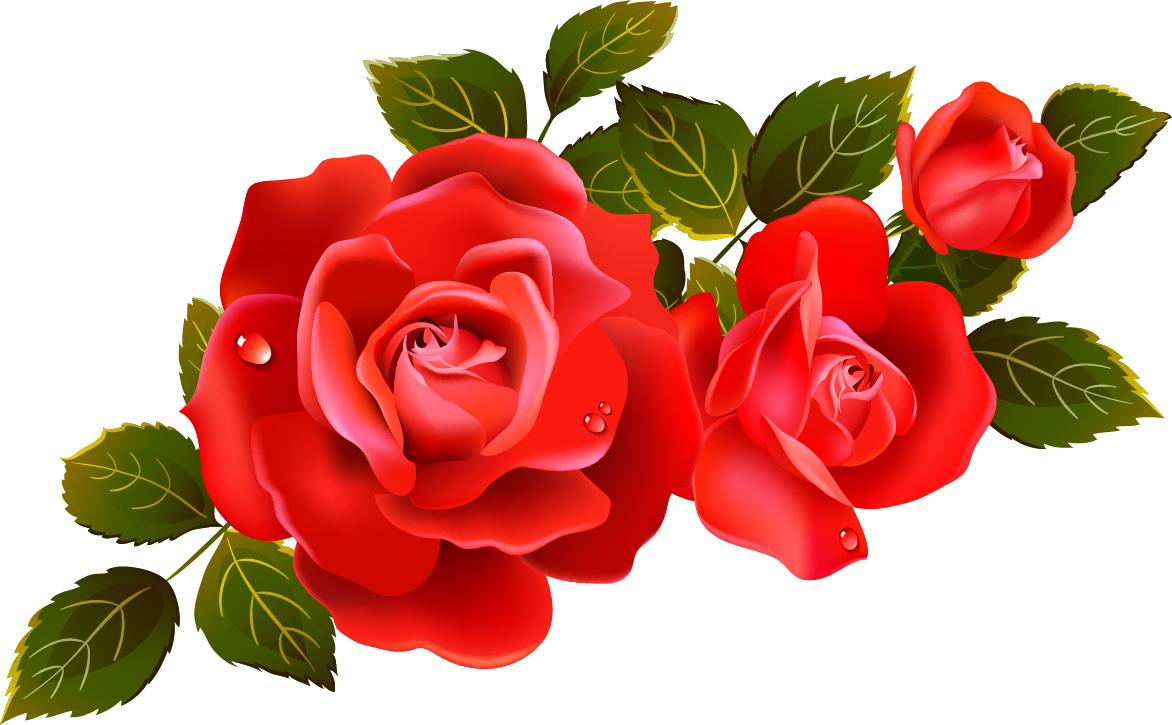 Rose Flower HD Wallpaper
