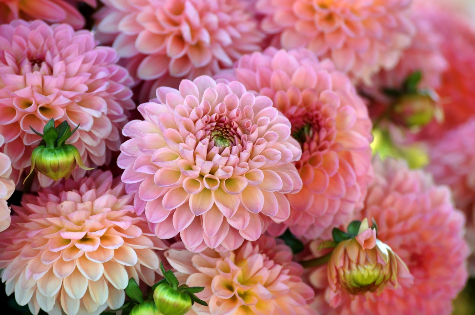 Dahlia Wallpaper