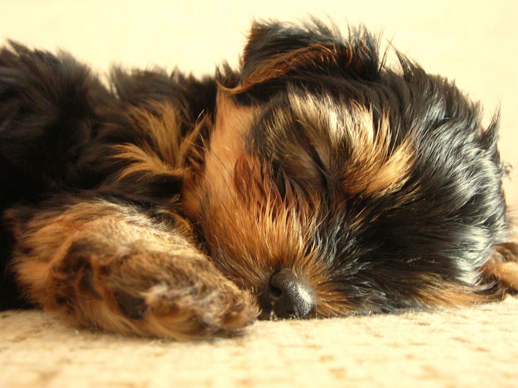HD Cute Yorkshire Terrier Desktop Wallpaper The Dog Best