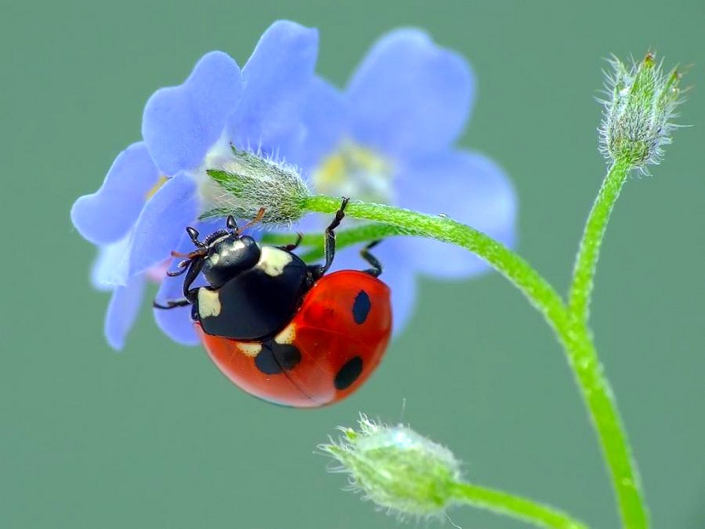 Ladybug On Blue Flower Wallpaper Screen