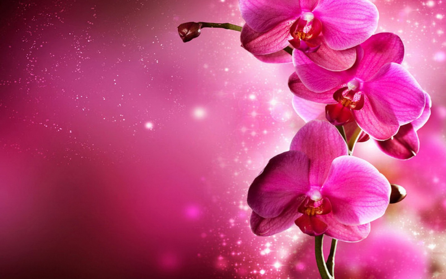 Pink Orchid Flowers Wallpaper