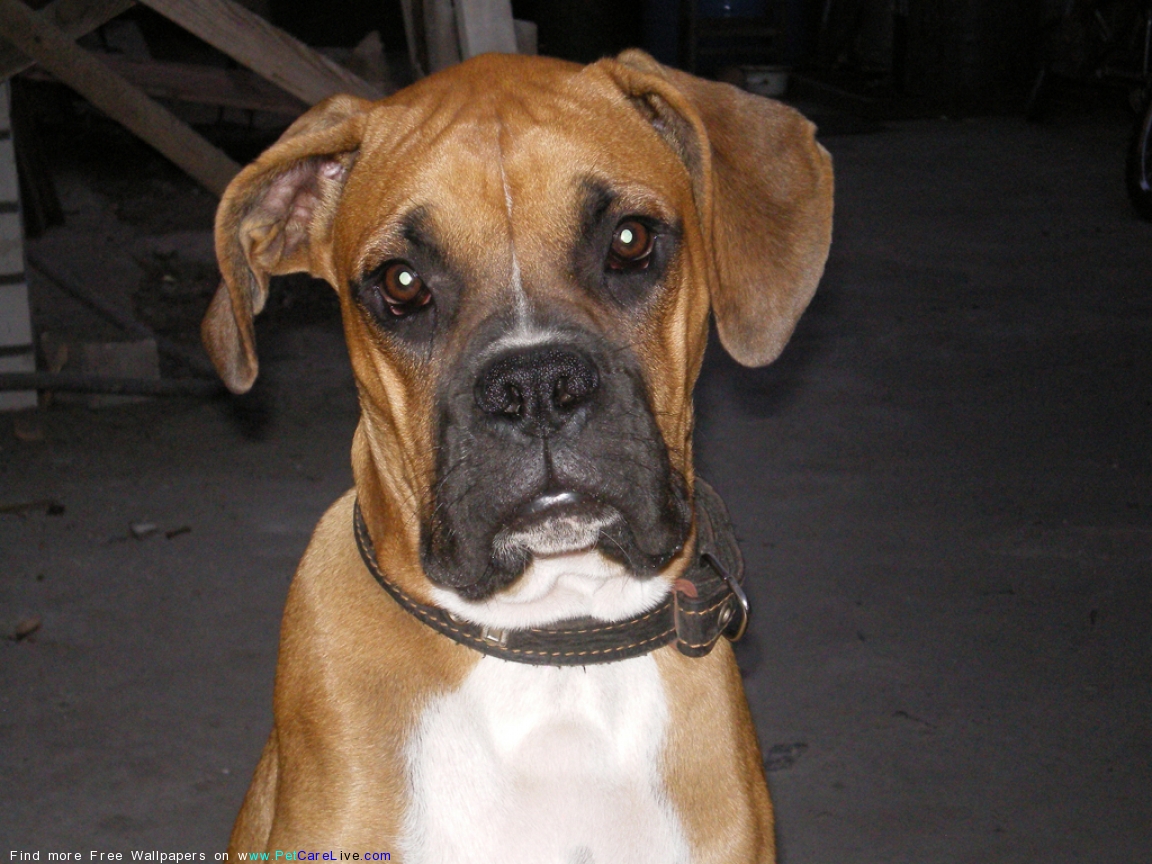 The Boxer Dog Desktop Wallpaper Pictures Online For Puter