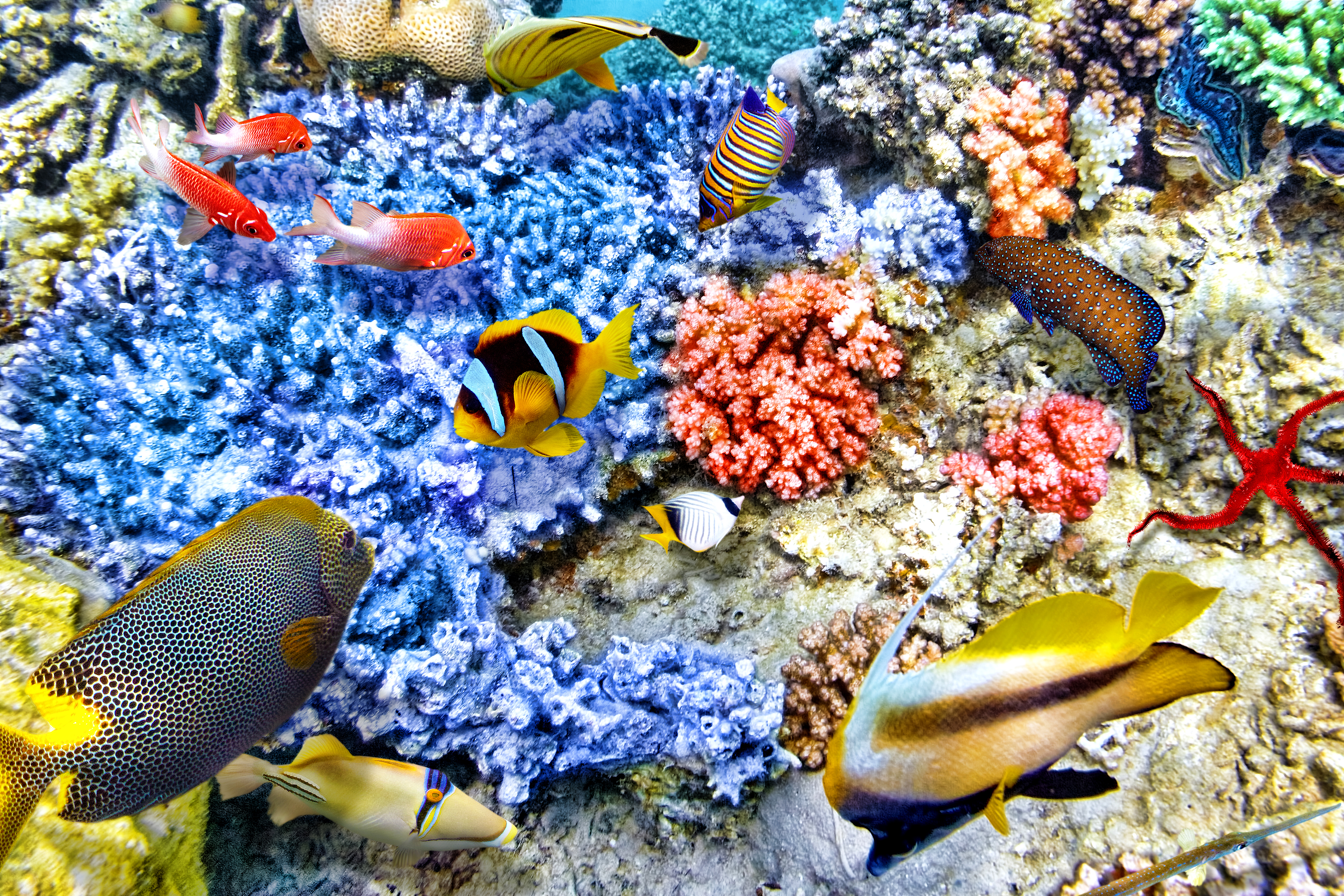Exotic Sea Fishes Background Gallery Yopriceville High