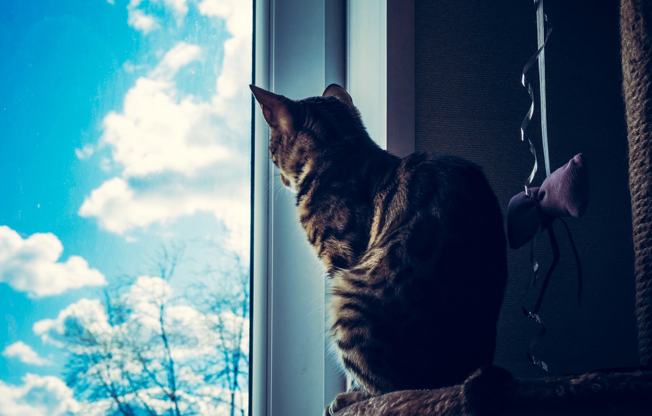 Wallpaper Cat Look Glass Face Clouds Pose Grey Room