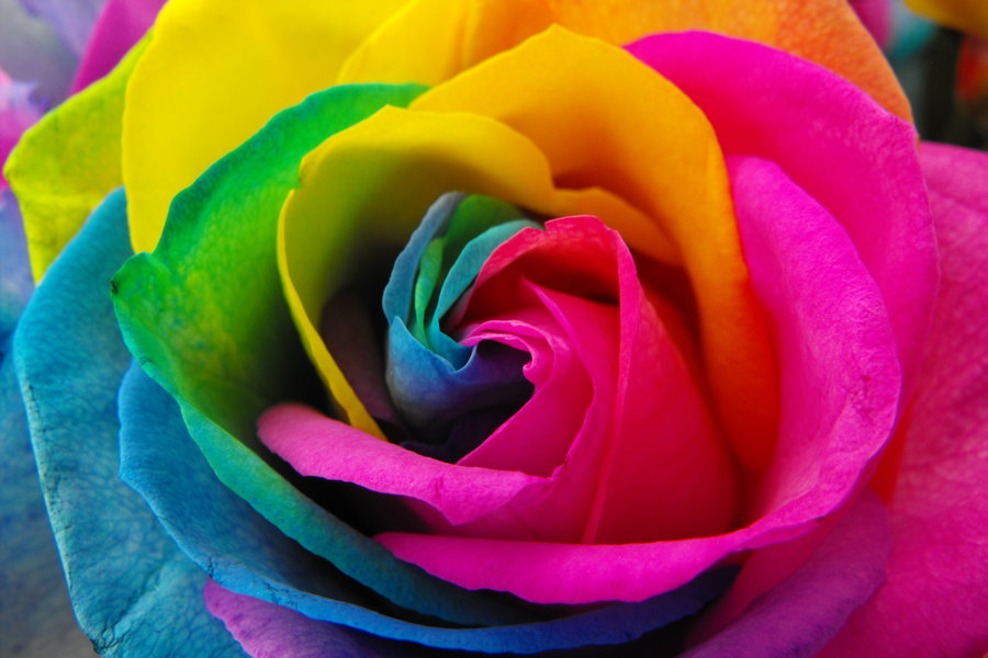 rose rainbow rose rainbow rose rainbow rose time to celebrate rainbow