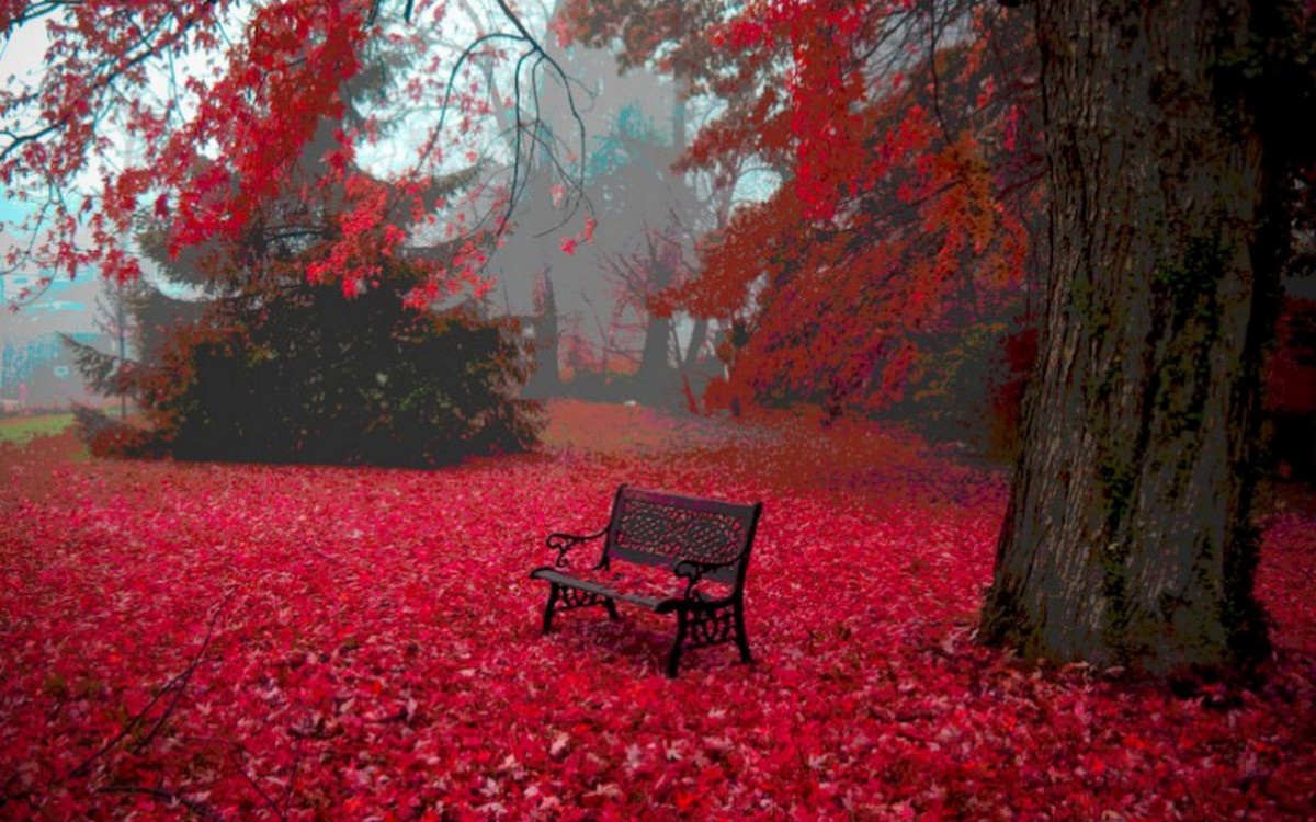 Red Leaves Wallpaper Live HD Hq Pictures Image Photos
