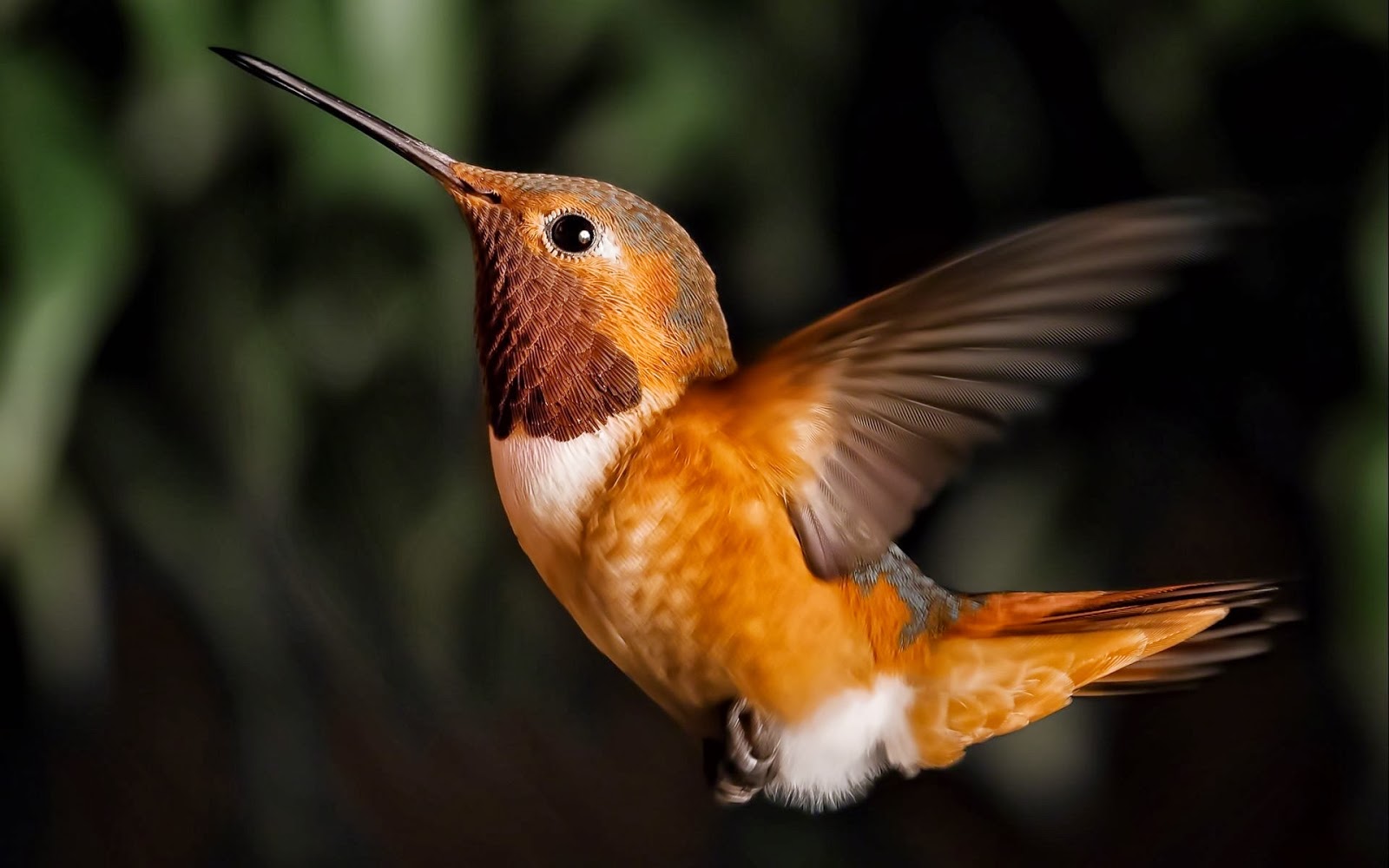Cute Flying Humming Bird HD Wallpaper Dream