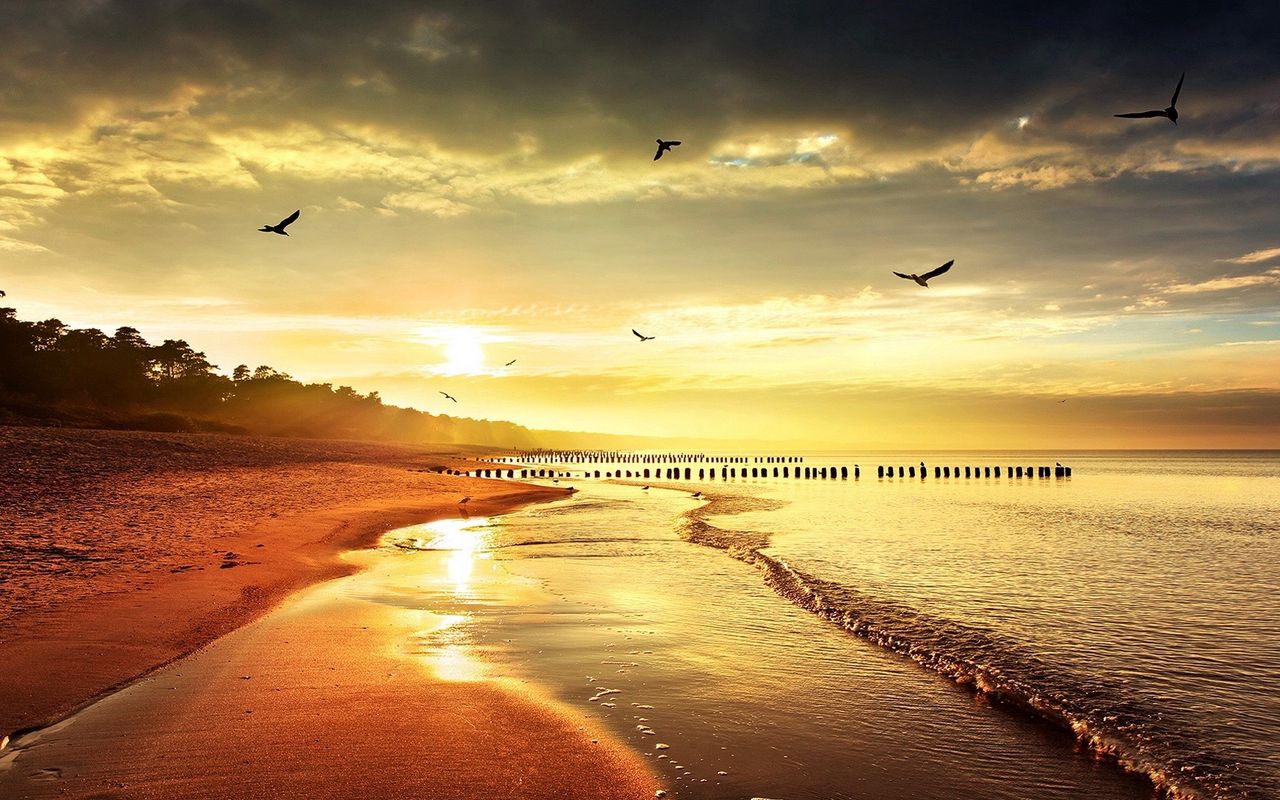 Download wallpaper 1280x800 sea beach nature birds light