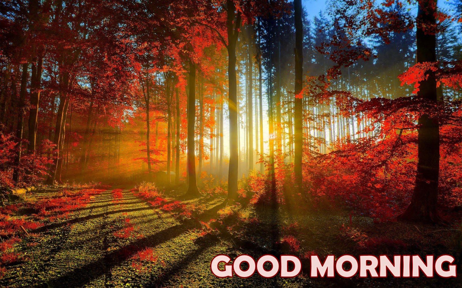 Beautiful Good Morning Nature Wallpaper Wallpaperpick