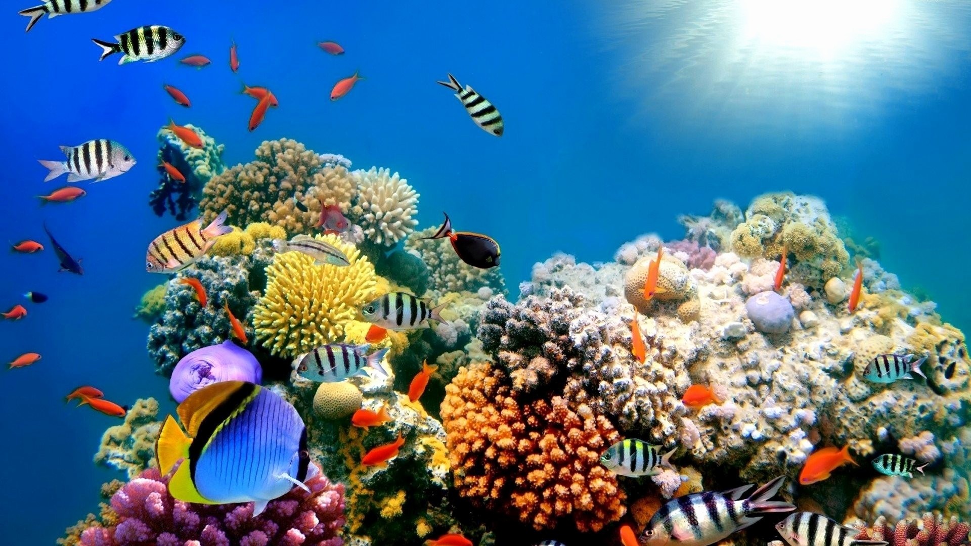 School Of Tropical Fish HD Desktop Wallpaper High Definition Sea
