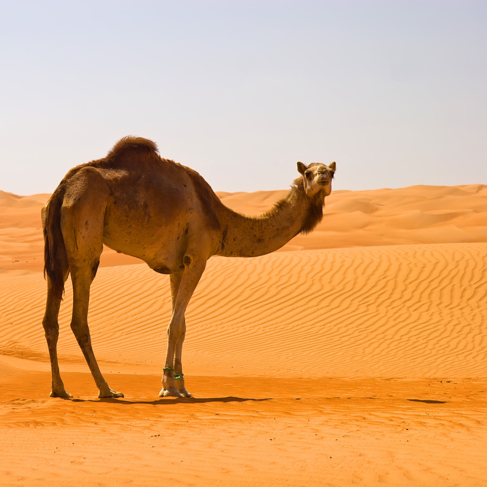 Camels Sunset Desert - Free photo on Pixabay - Pixabay